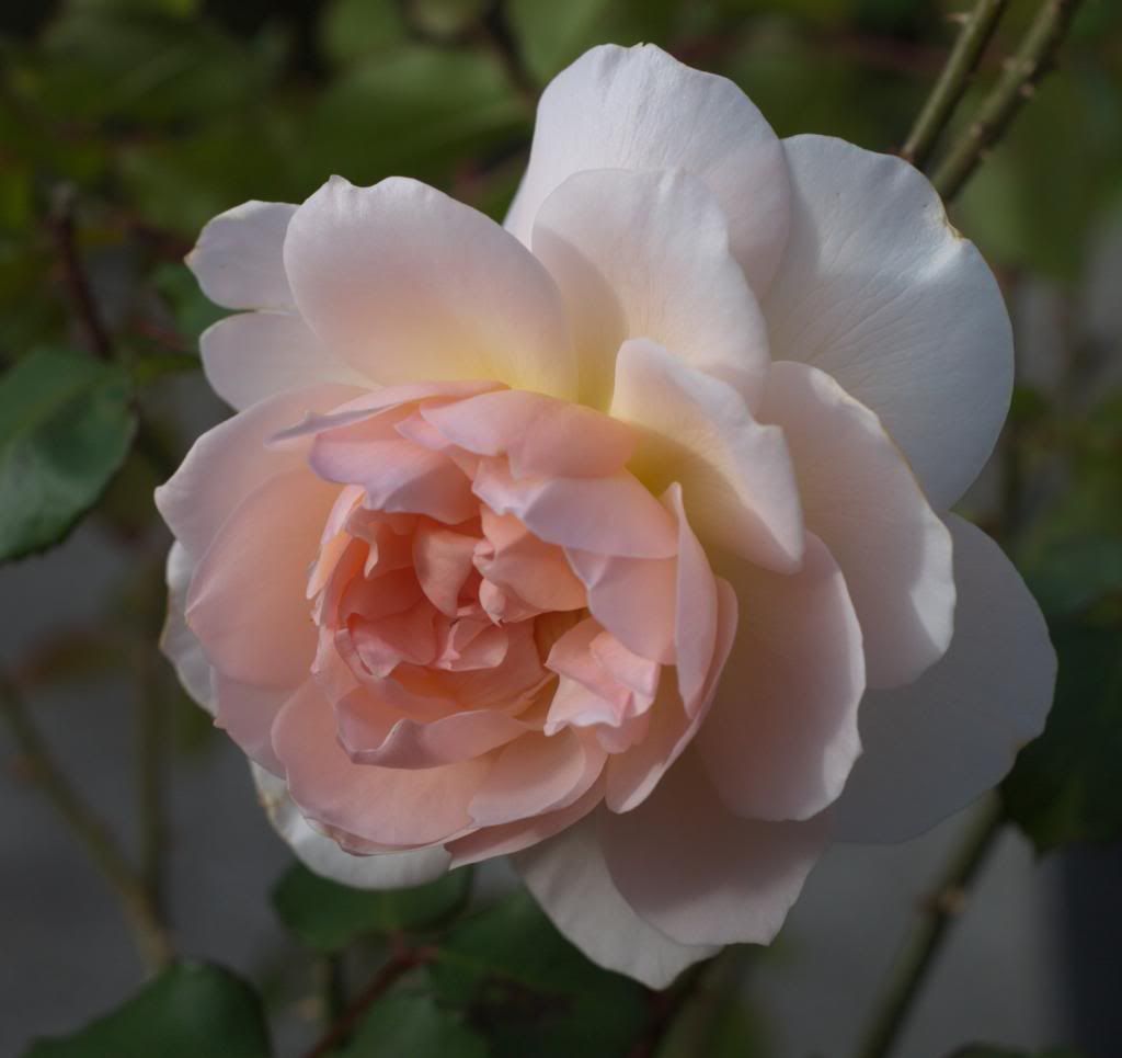 Mary Magdalene photo MaryMagdalene_zpsd5b77dd5.jpg